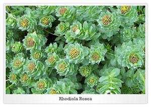 rhodiola rosea